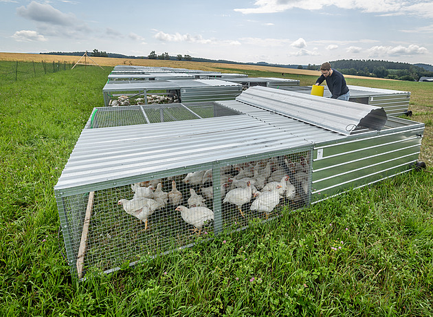 Lepší kuře? Žije o týdny déle, stojí ale násobně víc. Farmář vysvětluje rozdíl