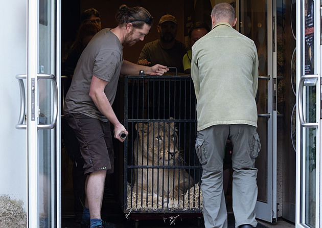 Lioness Confiscated from Vémola Moves to New Home; Will Be Renamed in Netherlands