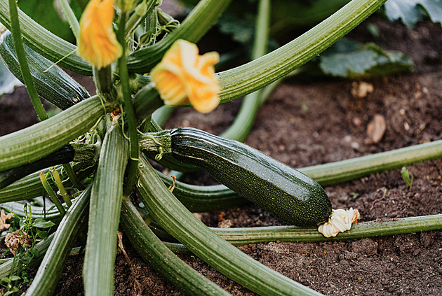 Zucchini: How to Prepare, Preserve, and Cook It – A Comprehensive Guide to Recipes and Tips