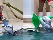Vydry v japonském akváriu po sob� uklízejí hra�ky za kostky ledu