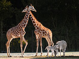Safari Park Dv�r Králové, léto 2026, mlá�ata