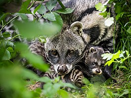 Safari Park Dv�r Králové, léto 2026, mlá�ata
