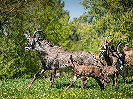 Safari Park Dv�r Králové, léto 2026, mlá�ata