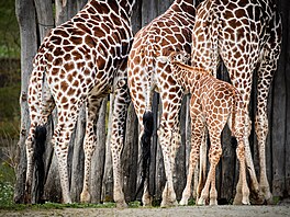 Safari Park Dv�r Králové, léto 2026, mlá�ata