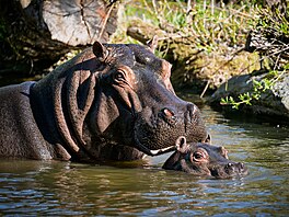 Safari Park Dv�r Králové, léto 2026, mlá�ata
