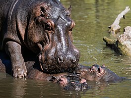 Safari Park Dv�r Králové, léto 2026, mlá�ata