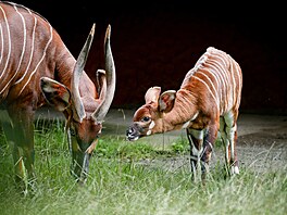 Safari Park Dv�r Králové, léto 2026, mlá�ata