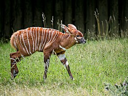 Safari Park Dv�r Králové, léto 2026, mlá�ata