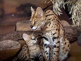 Safari Park Dv�r Králové, léto 2026, mlá�ata