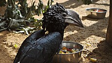 DÄ�Ä��­nská zoo zaÄ�ala chovat africk�© zoborožce šedol�­c�­, chce se pokusit o odchov