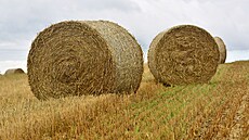 Zem�d�lci na polích severní Moravy postupn� sklízejí obilí. Kv�li extrémnímu...