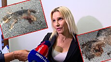 Ob�alovaná chovatelka V�ra Santos vin�ná z týrání ps�, z nich� m�lo n�kolik...