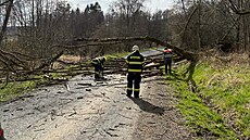 Spadlé stromy po bou�kách �asto komplikují dopravu.