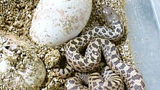 V Zoo Brno se narodila u�ovka sanmartinská. (�ervenec 2026)