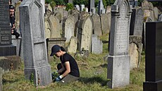 Zahrani�ní dobrovolníci v Hole�ov� uklízejí �idovský h�bitov a pomáhají s...