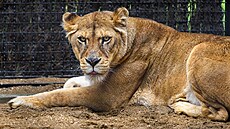 Zabavená lvice Elsa ve zlínské zoo (�ervenec 2026)