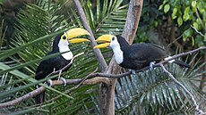 Zlínské zoo se poda�ilo podruhé odchovat mlá�ata tukan� obrovských. (�ervenec...