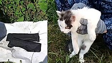 Pa�eráci poslali do v�znice ko�ku s drogami. Ukryli je do dvou obojk�, 23.7.2026