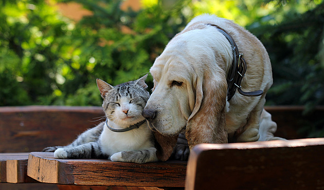 Meet August’s Cutest Pets: Winners Receive Quality Food and Toys