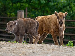 Vítanou podívanou pro náv�t�vníky nabízí v t�chto dnech olomoucká zoo, venku...