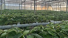 Indická spole�nost Tara Farm Fresh je známá p�edev�ím p�stováním jahod.