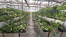 Indická spole�nost Tara Farm Fresh je známá p�edev�ím p�stováním jahod.