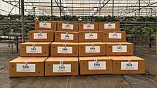 Indická spole�nost Tara Farm Fresh je známá p�edev�ím p�stováním jahod.