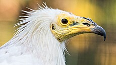 Odchov supa mrcho�ravého byl v ostravské zoologické zahrad� letos a� raritn�...