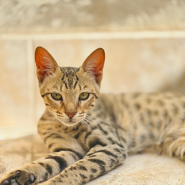World's 20 Most Expensive Cats: A Ragdoll Costs 30,000 Korunas, a Savannah Quarter Million