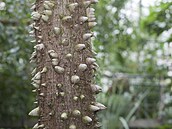 To spojení u�lechtilé botanické v�dy, historie a p�írody d�lá z Orto Botanico...