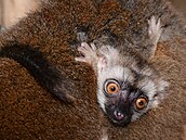 Mladý samec lemura by m�l v budoucnu pomoct s rozmno�ováním svého druhu i v...