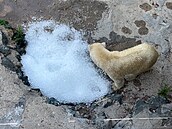Lední medv�di dostali v brn�nské zoo tunu ledu