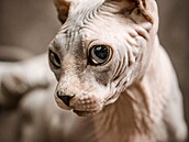 Minskin vznikl k�í�ením dvou vzácných plemen, tedy Munchkina a Sphynxe. S...