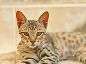 Savanová ko�ka pat�í mezi nejdra��í ko�ky na sv�t�. Vznikla toti� k�í�ením...