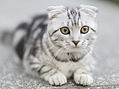 Skotskou klapouchou ko�ku proslavily charakteristicky sklopené u�i zp�sobené...