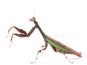 Acromantis sp. � výskyt Vietnam