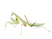 Alalomantis muta � výskyt Kamerun, Angola, Gabon