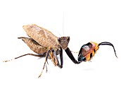 Astyliasula phyllopus � výskyt JV Asie