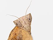 Brancsikia freyi � výskyt Madagaskar