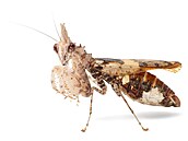 Ceratomantis saussurii � výskyt JV Asie