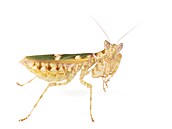 Creobroter sp. � výskyt Vietnam