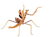 Deiphobe sp. � výskyt Indie