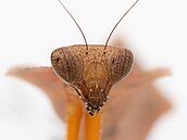 Deroplatys desiccata � výskyt JV Asie