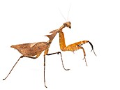 Deroplatys desiccata � výskyt JV Asie 
