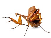 Deroplatys desiccata � výskyt JV Asie 