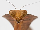 Deroplatys desiccata � výskyt JV Asie 