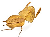 Deroplatys truncata � výskyt JV Asie