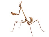 Empusa sp. � výskyt Evropa, Afrika, Asie