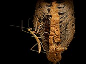 Hierodula majuscula � výskyt Austrálie, Queensland