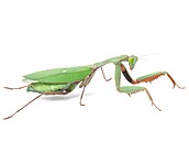 Hierodula majuscula � výskyt Austrálie Queensland